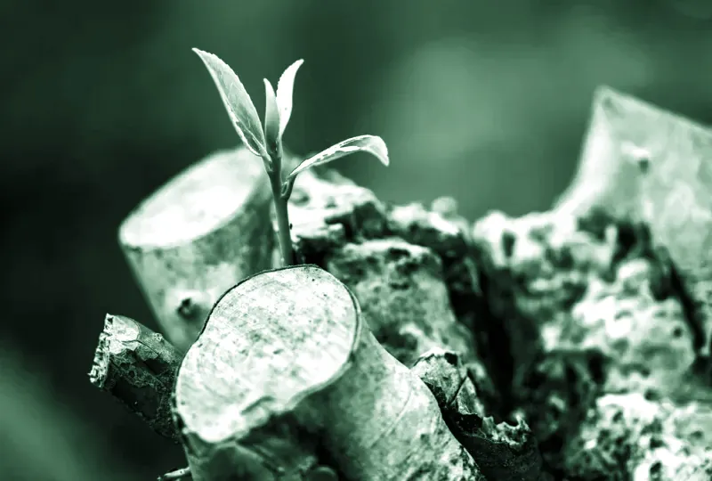 Plantning af frugttræer — komplet guide