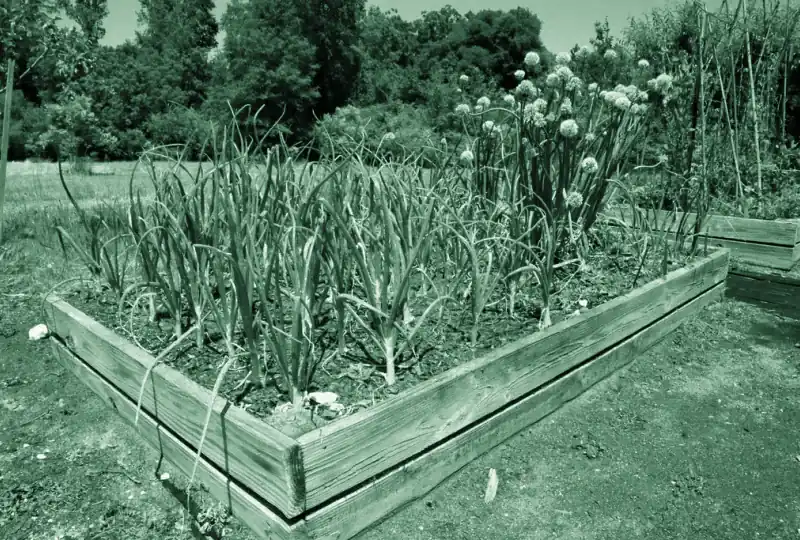 Køkkenhave med højbed og grønne planter