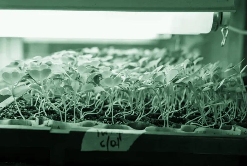Plantning & beplantning